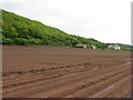 Potato field, looking towards Glenfoot