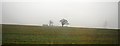 Two isolated trees in an arable landscape