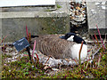 TQ1877 : Canada Goose on Nest, Kew Gardens by Christine Matthews
