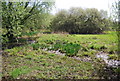 TQ3568 : Marshy area, South Norwood Country park by N Chadwick