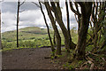 A view of Rivington Pike from Wilderswood