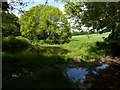 Pond, South Winterborne 2