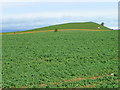 Root crops near Melsonby