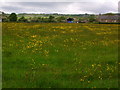 Buttercup meadow north of Lord