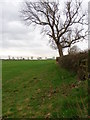 Arable land near Scorton