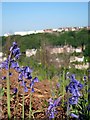 TQ8209 : Bluebells on East Hill by Oast House Archive
