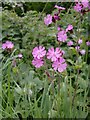 Red Campion by the roadside