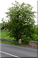 Milepost and Hawthorn, Beck Bottom Farm