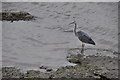 London : Battersea - Heron on the River Thames