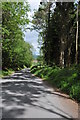 Road through Bourne Wood