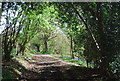 Greensand Way in the trees