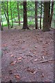 SE9996 : Forest Floor Litter by Mick Garratt