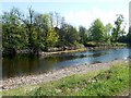 A skimmer in the River Leven