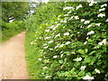 Etherley Copse