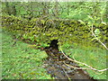 Kirkdale Burn