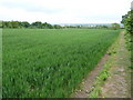 Growing crops in fields between Hawarden and The Moor