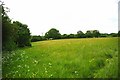 Meadow on One Tree Hill