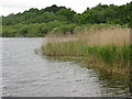 Hatch Mere, a Cheshire Wildlife Trust SSSI