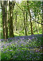 SU7991 : Bluebells at Muswell Farm by Graham Horn