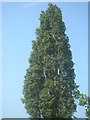 Lombardy Poplar tree