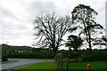 Chestnut Tree - Claverham
