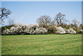 Hedge in full blossom