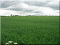 Farmland, Little Fenton