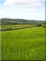 Field of barley east of Tywardreath