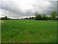 Farmland, Church Fenton