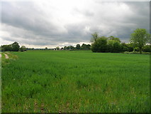 SE5136 : Farmland, Church Fenton by JThomas