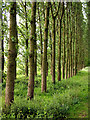 Young Poplar Tree Copse