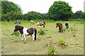 Ponies in a Field at East End