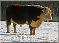 Hereford Bull in the snow