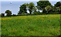 Field and trees near Crawfordsburn