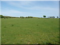 SS4888 : Welsh Black cattle graze in a field near Kittle Top by Jeremy Bolwell