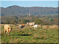 Cattle on Castlemorton Common - 2