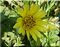 Goatsbeard flower