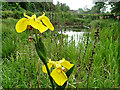 TG2309 : Yellow Flag Irises near Cow Tower, Norwich by Adrian S Pye