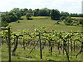 Vineyard on Parsonage Stocks Road