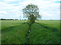 Drainage ditch off Saltaugh Road