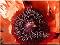 Oriental poppy in Davington