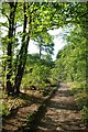 Footpath Through Blakes Wood