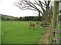 NS9438 : Deer at the Carmichael Visitor Centre by Elliott Simpson