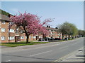 ST2291 : Spring blossom, Risca Road, Crosskeys by Jaggery