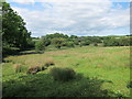 Field off Beechy Road