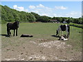 Ponies and their foals grazing in Summer Lane