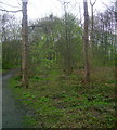 Woodland on Cairn Hill