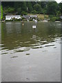 SX1356 : Flooded riverside road at Lerryn by Rod Allday