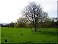 Footpath, Aldbrough St John