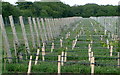 SU5247 : Laverstoke Park vineyard by Graham Horn